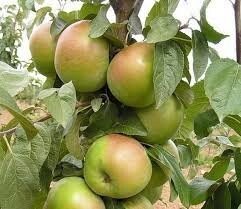 Яблоня позднезимняя: "Саженцы яблони «Вербное»" от компании Садовник - все для сада и огорода - фото 1