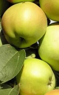 Яблоня раннезимняя: "Саженцы яблони «Трайдент»" от компании Садовник - все для сада и огорода - фото 1