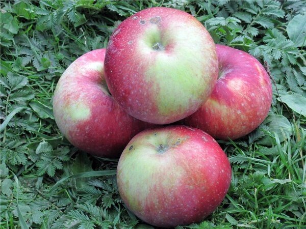 Яблоня зимняя: "Саженцы яблони «Антей»" от компании Садовник - все для сада и огорода - фото 1