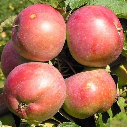 Яблоня зимняя: "Саженцы яблони «Белорусское сладкое»" от компании Садовник - все для сада и огорода - фото 1