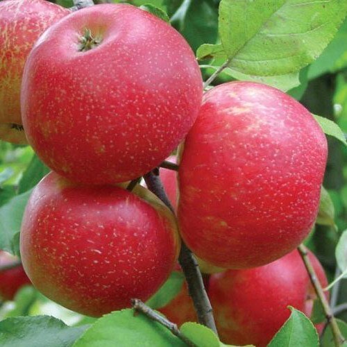 Яблоня зимняя: "Саженцы яблони «Ханий крисп»" от компании Садовник - все для сада и огорода - фото 1
