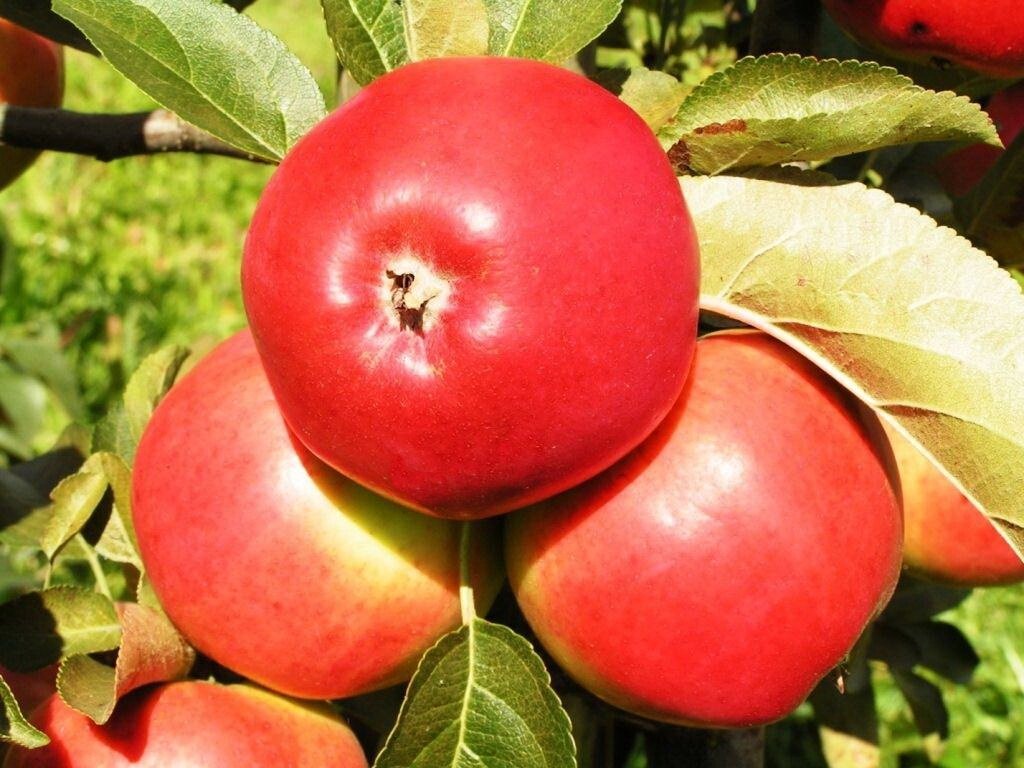 Яблоня зимняя: "Саженцы яблони «Сябрына»" от компании Садовник - все для сада и огорода - фото 1