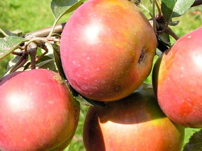 Яблоня зимняя: "Саженцы яблони «Весялина»" от компании Садовник - все для сада и огорода - фото 1