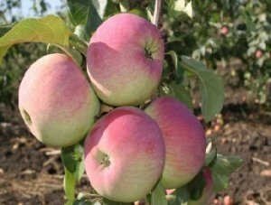 Яблоня зимняя: "Саженцы яблони «Ветеран»" от компании Садовник - все для сада и огорода - фото 1