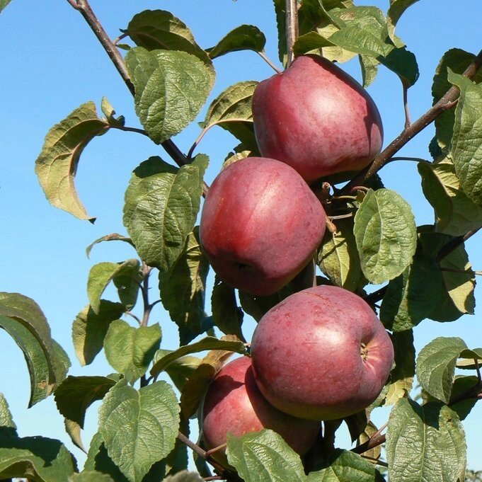Яблоня зимняя: "Саженцы яблони «Зорка»" от компании Садовник - все для сада и огорода - фото 1