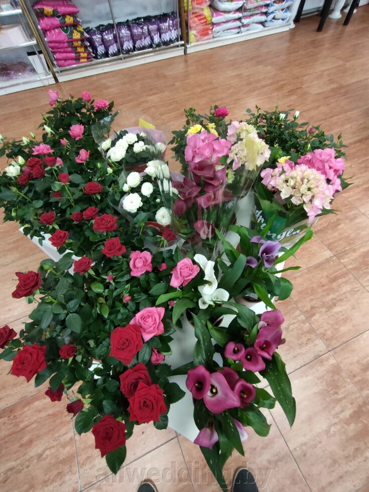 Цветы в горшках в наличии от компании Салон цветов и свадебных аксессуаров «Allwedding» в г. Сморгонь - фото 1