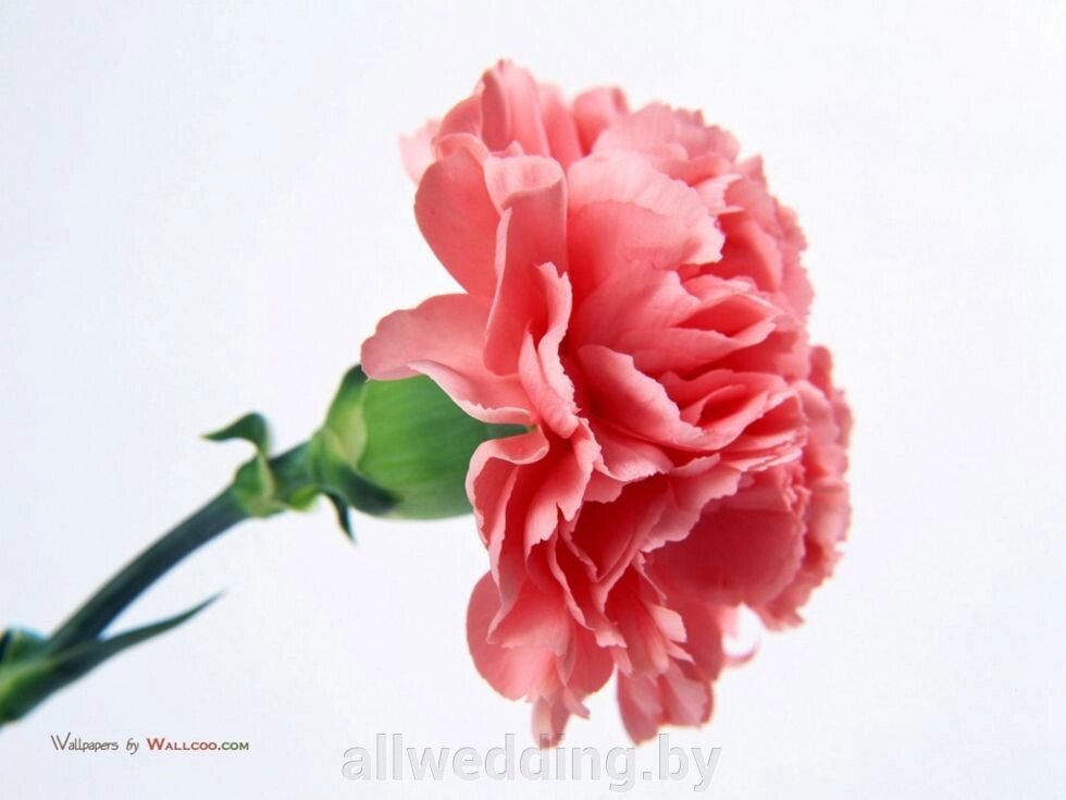 Гвоздика от компании Салон цветов и свадебных аксессуаров «Allwedding» в г. Сморгонь - фото 1