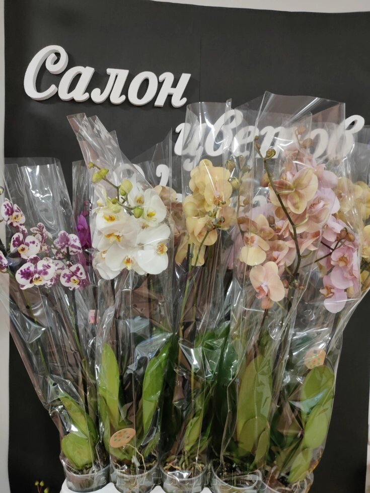 Комнатные растения в наличии от компании Салон цветов и свадебных аксессуаров «Allwedding» в г. Сморгонь - фото 1