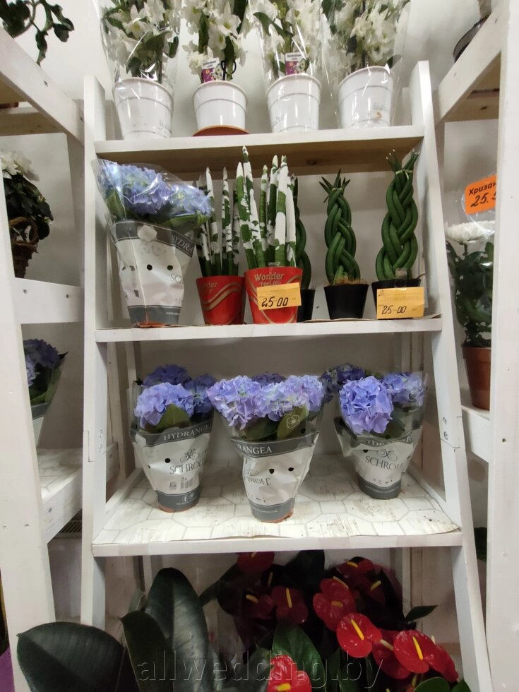 Комнатные растения ##от компании## Салон цветов и свадебных аксессуаров «Allwedding» в г. Сморгонь - ##фото## 1