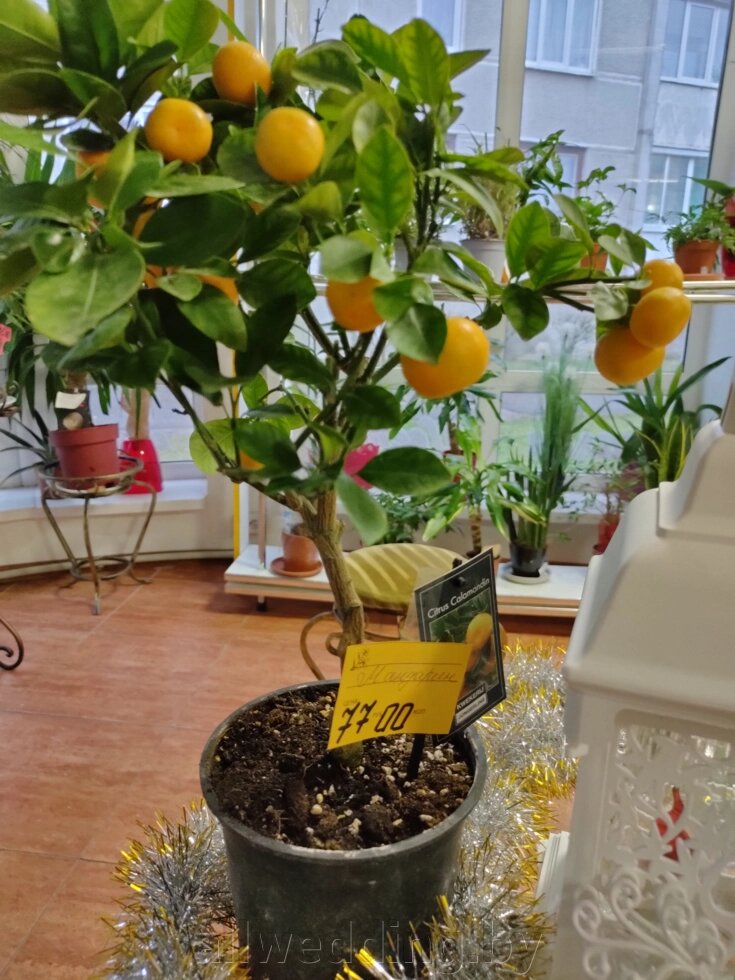 Комнатные растения от компании Салон цветов и свадебных аксессуаров «Allwedding» в г. Сморгонь - фото 1