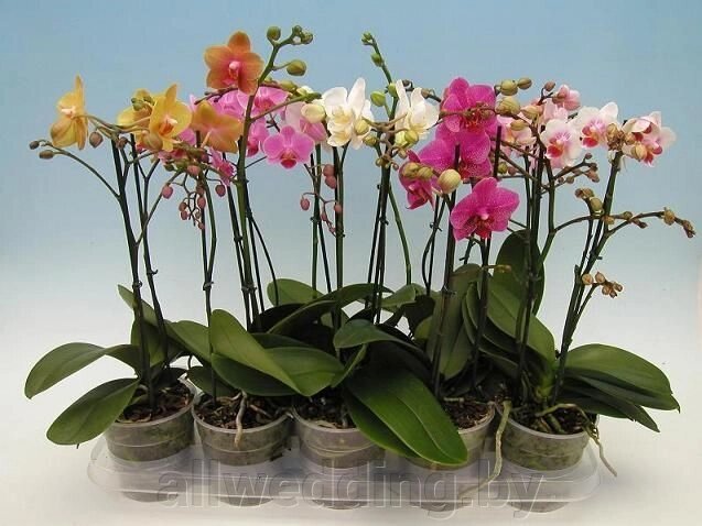 Орхидея Фаленопсис от компании Салон цветов и свадебных аксессуаров «Allwedding» в г. Сморгонь - фото 1