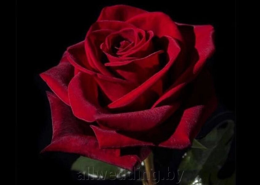 Роза #1 от компании Салон цветов и свадебных аксессуаров «Allwedding» в г. Сморгонь - фото 1
