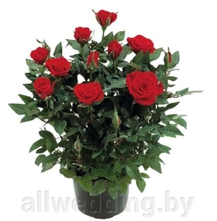 Роза #3 от компании Салон цветов и свадебных аксессуаров «Allwedding» в г. Сморгонь - фото 1