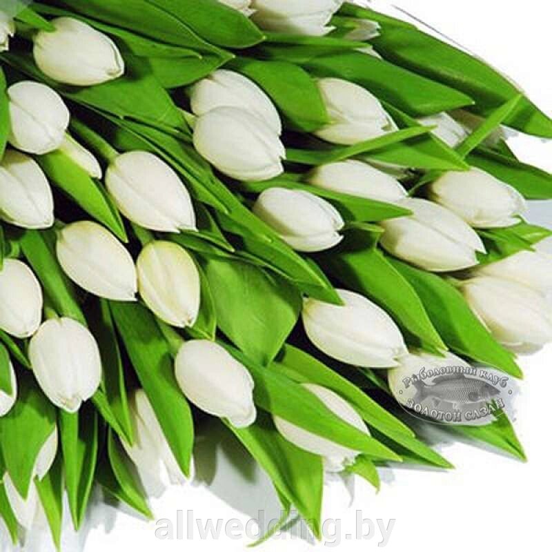 Тюльпан от компании Салон цветов и свадебных аксессуаров «Allwedding» в г. Сморгонь - фото 1