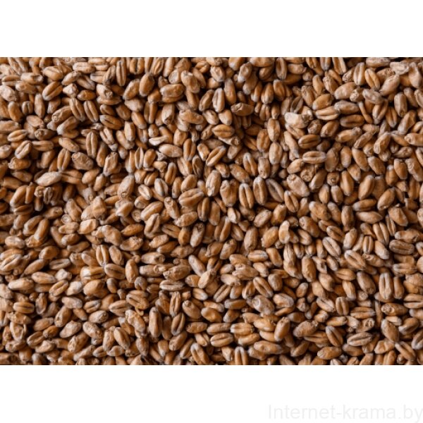 Солод пивоваренный пшеничный светлый 40 кг от компании Iнтэрнэт-крама - фото 1