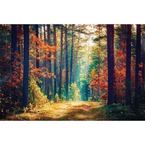 Фотобаннер, 300 200 см, с фотопечатью, люверсы шаг 1 м, "Осенний лес"