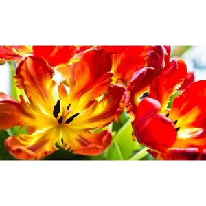 Фотообои "Красные тюльпаны" 2-А-250 (1 полотно), 270x150 см