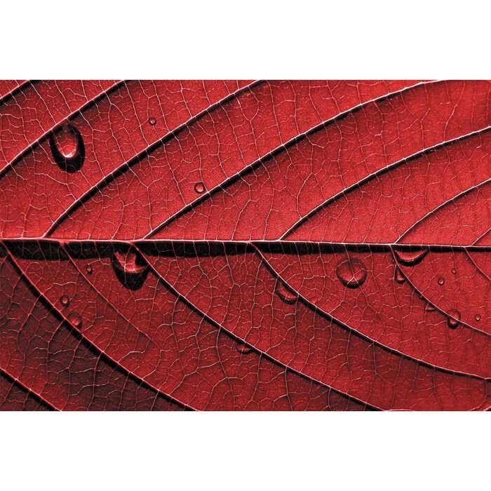 Фотообои "Красный лист" M 413 (4 полотна), 400х270 см от компании Интернет-гипермаркет «MALL24» - фото 1