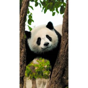 Фотообои "Панда" 1-А-117 (1 полотно), 150х270 см