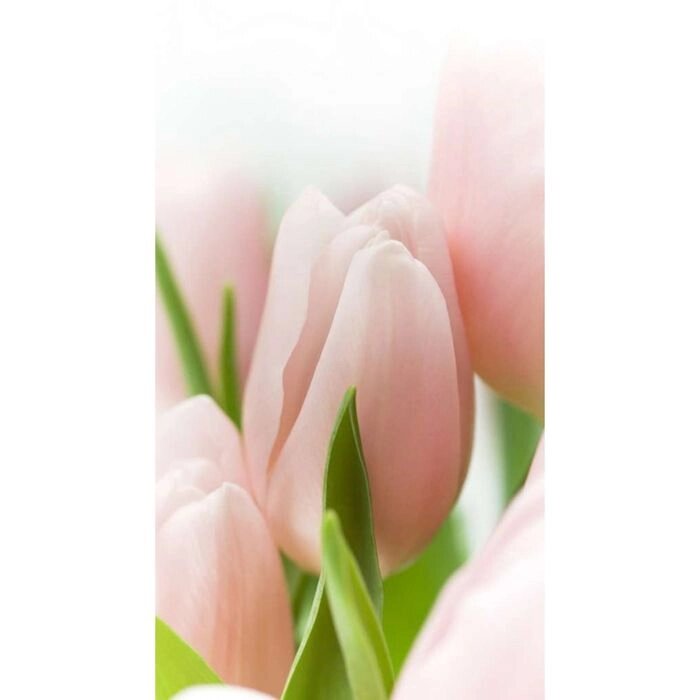 Фотообои "Розовые тюльпаны" 1-А-136 (1 полотно), 150х270 см от компании Интернет-гипермаркет «MALL24» - фото 1