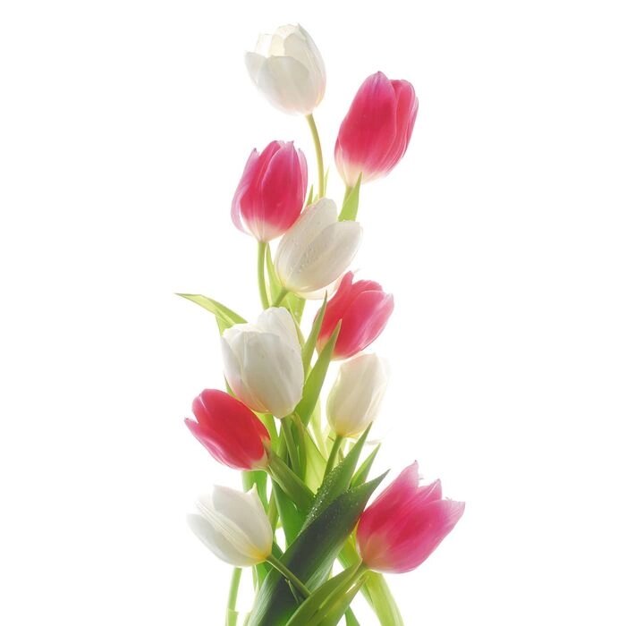 Фотообои "Тюльпаны" 1-А-107 (1 полотно), 150х270 см от компании Интернет-гипермаркет «MALL24» - фото 1