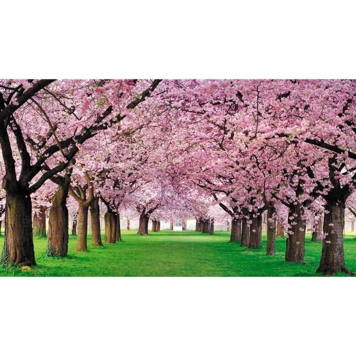 Фотообои "Яблоневый сад" 2-А-214 (1 полотно), 270x150 см от компании Интернет-гипермаркет «MALL24» - фото 1