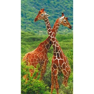 Фотообои "Жирафы" 1-А-109 (1 полотно), 150х270 см