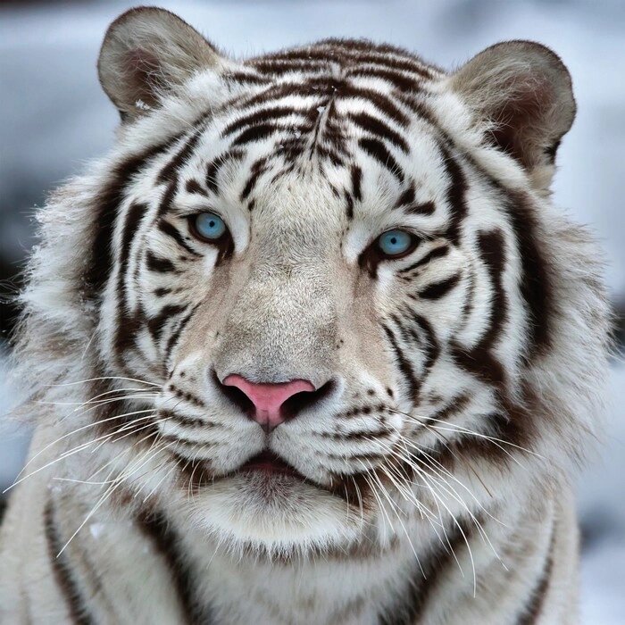 Картина на подрамнике "Белый тигр" 40*40 см от компании Интернет-гипермаркет «MALL24» - фото 1