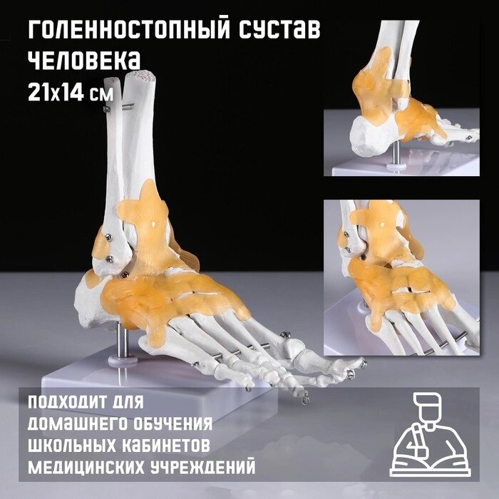 Макет "Голенностопный сустав человека" 21*20см от компании Интернет-гипермаркет «MALL24» - фото 1