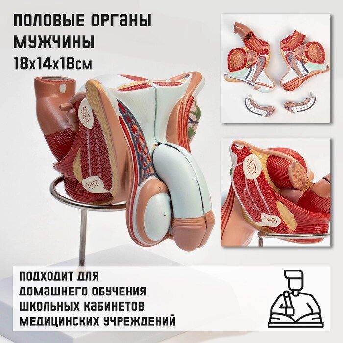 Макет "Половые органы мужчины" 18*14*18см от компании Интернет-гипермаркет «MALL24» - фото 1