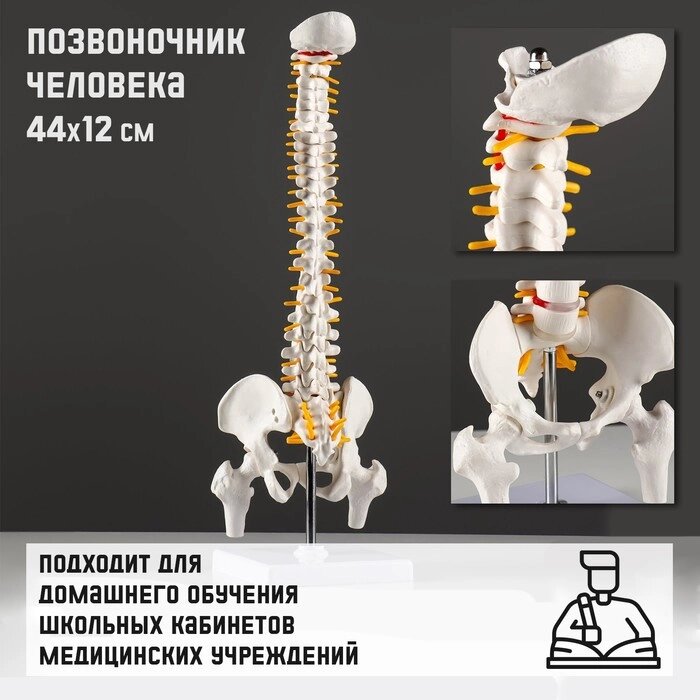 Макет "Позвоночник человека" 44*12см от компании Интернет-гипермаркет «MALL24» - фото 1