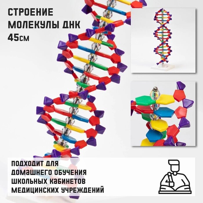 Макет "Строение молекулы ДНК", 45см от компании Интернет-гипермаркет «MALL24» - фото 1