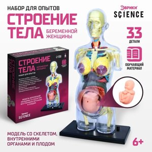 Набор для опытов "Строение тела", беременная женщина