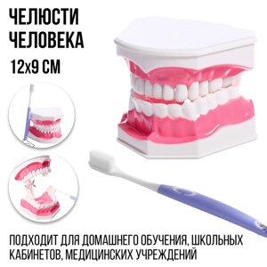 Игровой набор "Макет челюсти человека", 12 9 см, с щёткой, щётка цвета МИКС