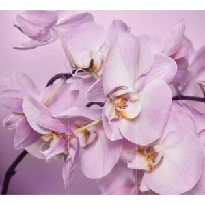Фотообои флизелиновые 3D Flizetto "Нежная Орхидея" 300х270