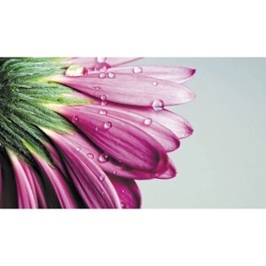 Фотообои "Цветок хризантемы" 2-А-205 (1 полотно), 270x150 см