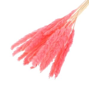 Сухоцвет "Камыш" набор 15 шт, цвет нежно розовый