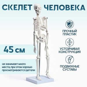 Макет "Скелет человека" 45см