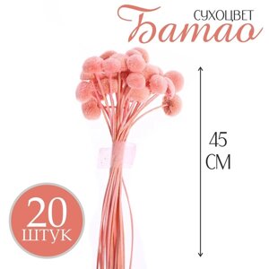 Сухоцвет "Батао" набор 20 шт, цвет розовый
