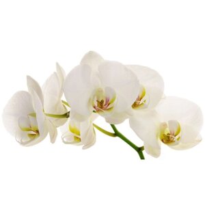 Фотообои "Белые цветы орхидеи" 2-А-251 (1 полотно), 270x150 см