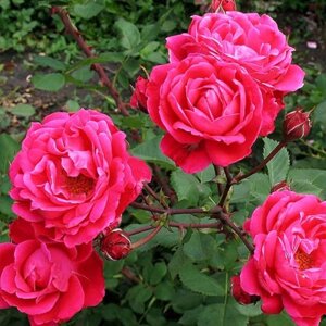 Роза канадская парковая Александр Макензи, C3,5 горшок, Н25-45 высота, 1 шт, Июль 2022
