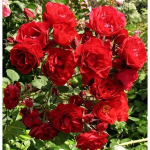 Роза канадская парковая Хоуп оф Хьюманити, C3,5 горшок, Н25-45 высота, 1 шт, Июль 2022