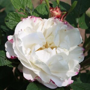 Роза канадская парковая Луиза Багнет, C3,5 горшок, Н25-45 высота, 1 шт, Июль 2022