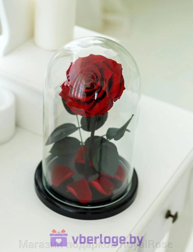 Алая роза в колбе 28 см, Maroon King от компании Магазин подарков RoyalRose - фото 1