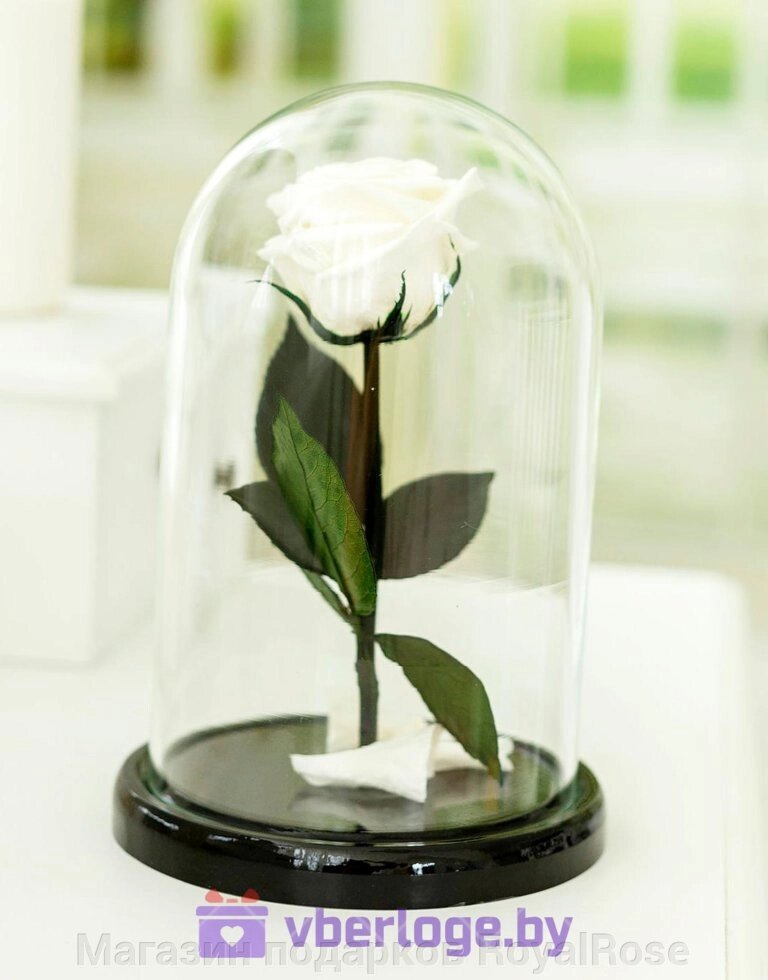 Белая вечная роза 22 см, White Pearl Mini от компании Магазин подарков RoyalRose - фото 1