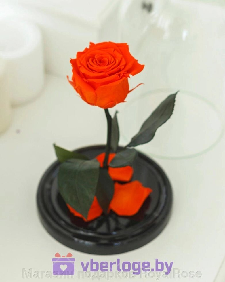Оранжевая вечная роза 22 см, Light Orange Mini от компании Магазин подарков RoyalRose - фото 1