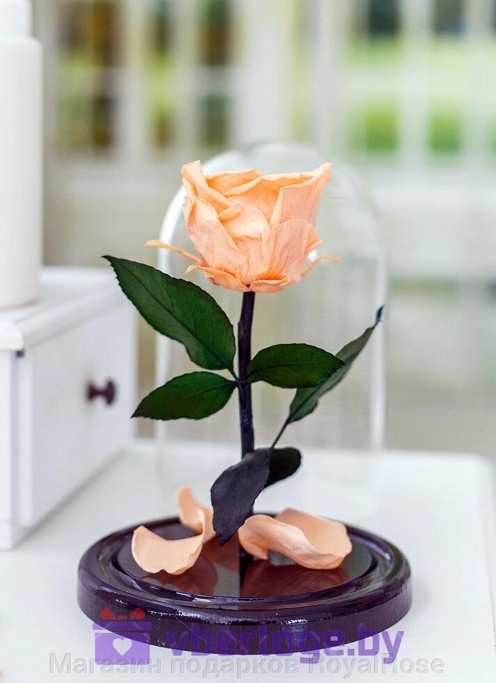 Персиковая роза в колбе 22 см, Peach Mini от компании Магазин подарков RoyalRose - фото 1