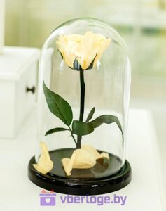 Роза в колбе цвета шампань 22 см, Shampan Mini