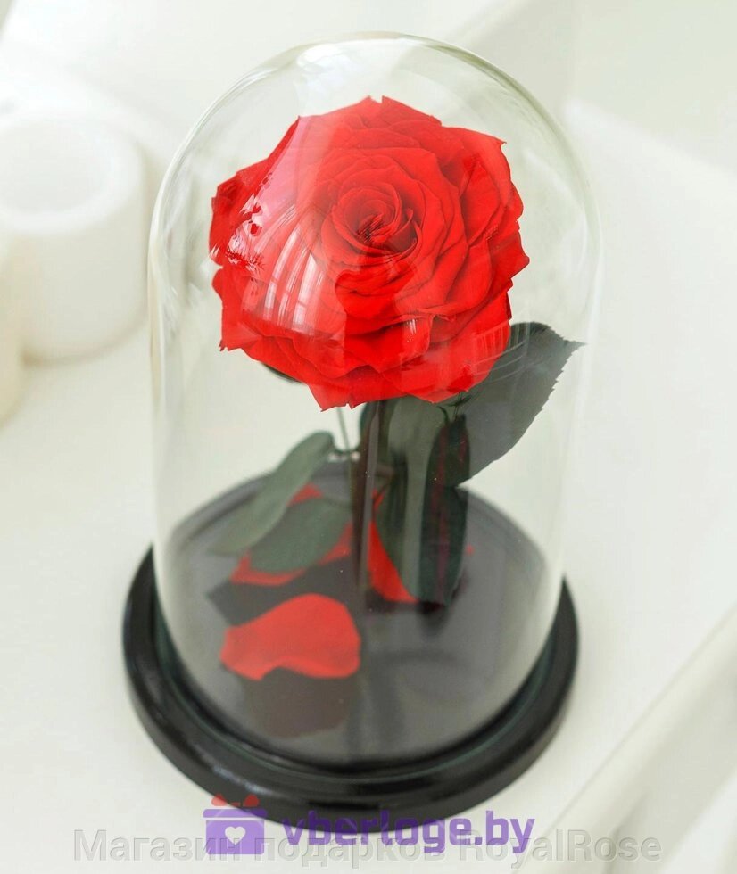 Красная роза в колбе 28 см, Romantic Red King - фото