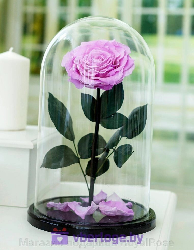 Сиреневая роза в колбе 32 см, Lilac Vip - обзор